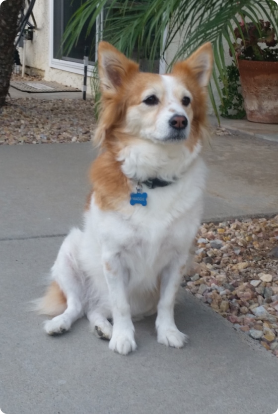 Original photo of a dog