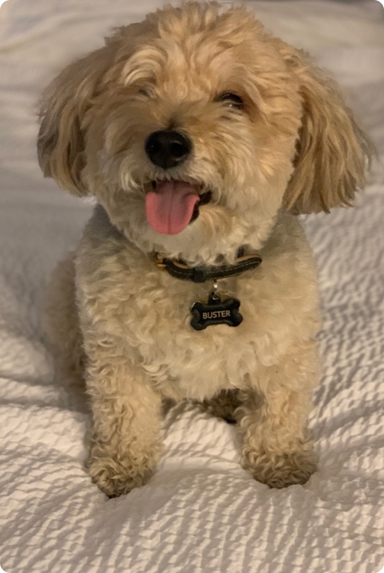 Original photo of a pet dog