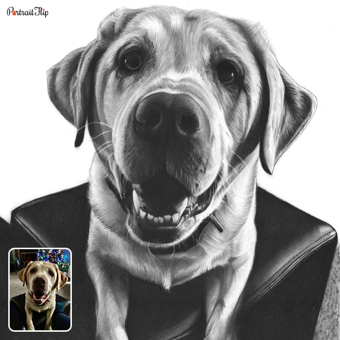 Black and white charcoal dog portrait