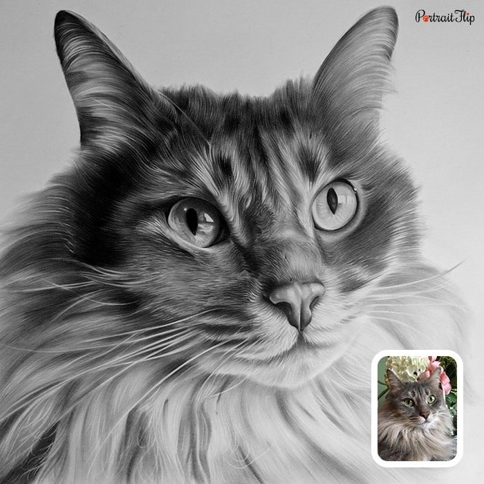 Charcoal cat portrait hand-drawn from a photo