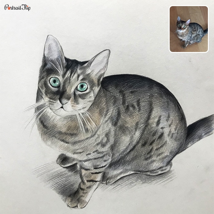 Picture of a cat facing upwards which is converted into cat portraits