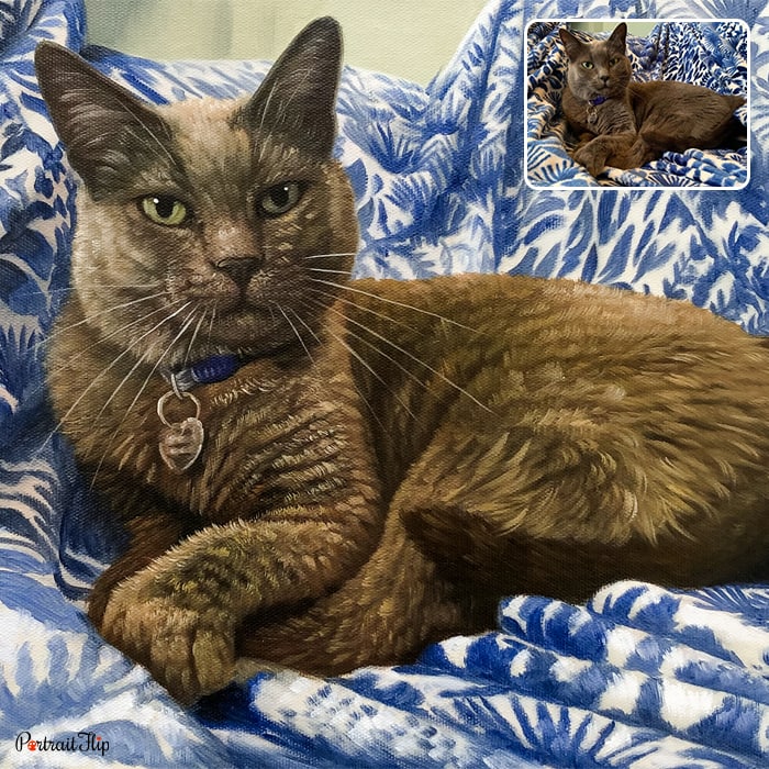 Cat portraits where a cat is sitting on a blue-white cloth