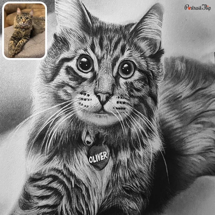 Cat portraits where a cat is sitting on a couch
