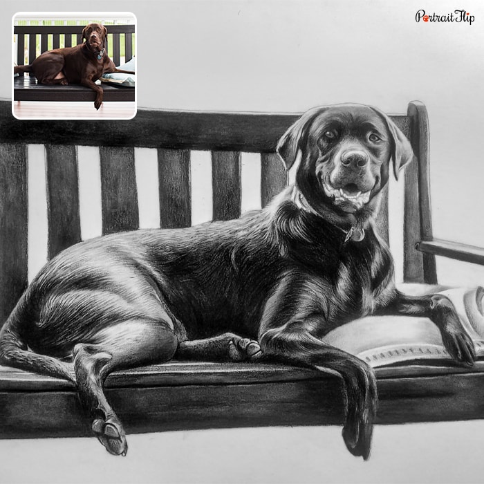 Black and white dog portraits of a labrador retriever