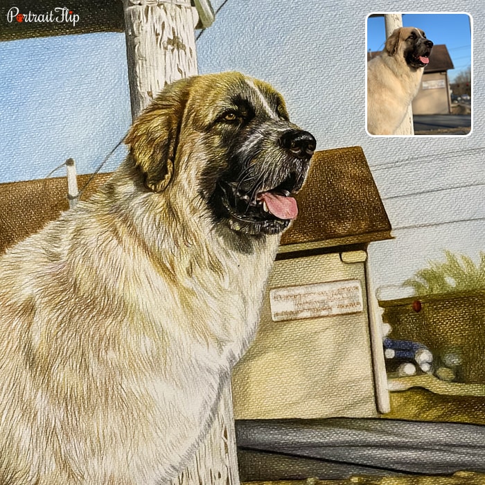 Colored pencil dog portrait