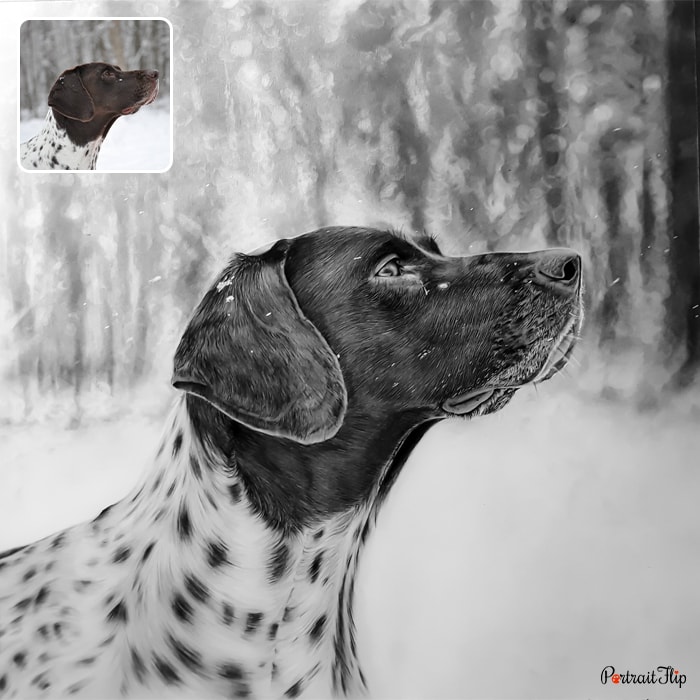 Pencil dog portrait