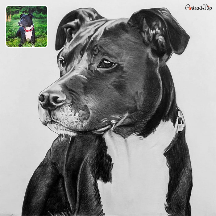 Black and white dog portraits of a dog with a side face
