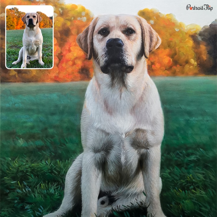 Dog portraits of a dog sitting in a field of grass