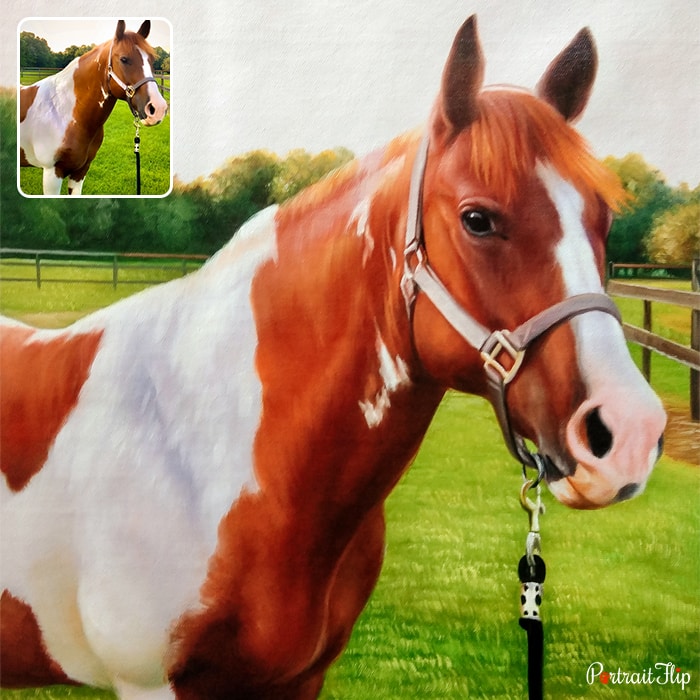 Close shot of a horse that is converted into a horse portraits