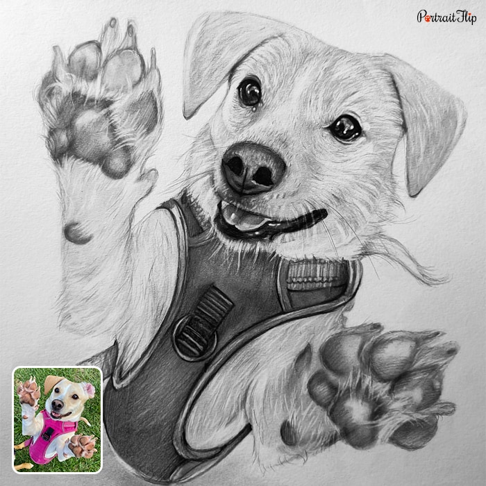 Pencil paintings where a dog is in jumping position with his outstretched paws