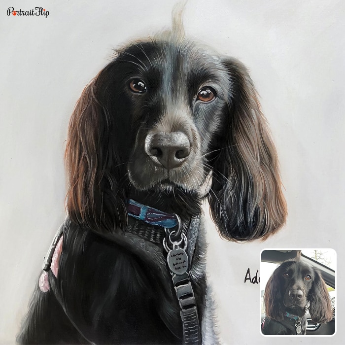 Picture of a dog with a white background that is converted into pet portraits
