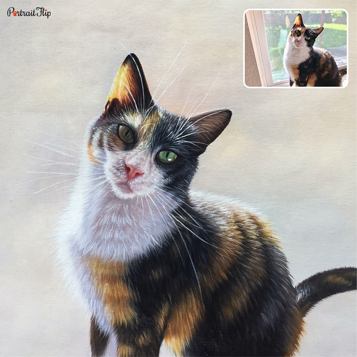 Picture of a cat on a white background that is converted into pet portraits