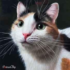Cat Portraits