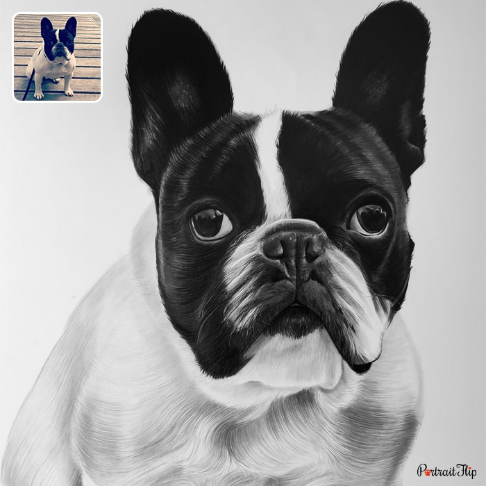 Charcoal drawings of dog’s face