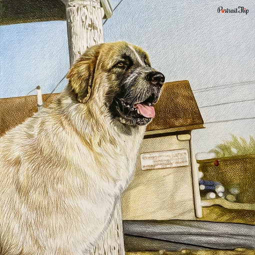 Pet Colored Pencil Portraits