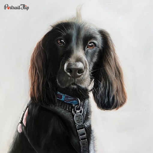 Pet Portraits