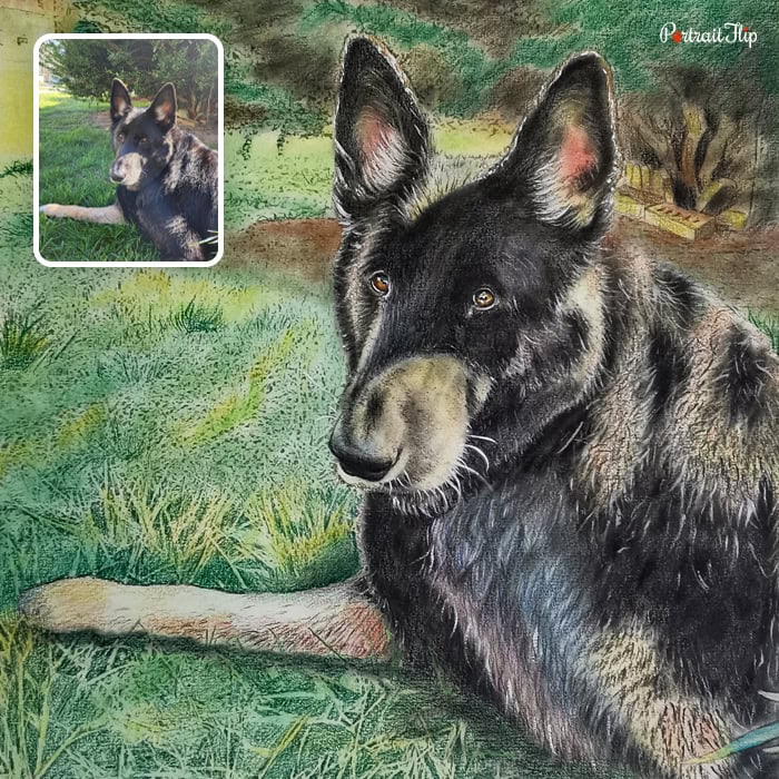 German shepherd colored pencil drawing