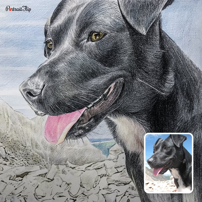 labrador colored pencil drawing