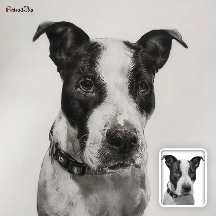 pet pencil portrait painting