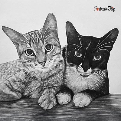 Cat Charcoal Paintings