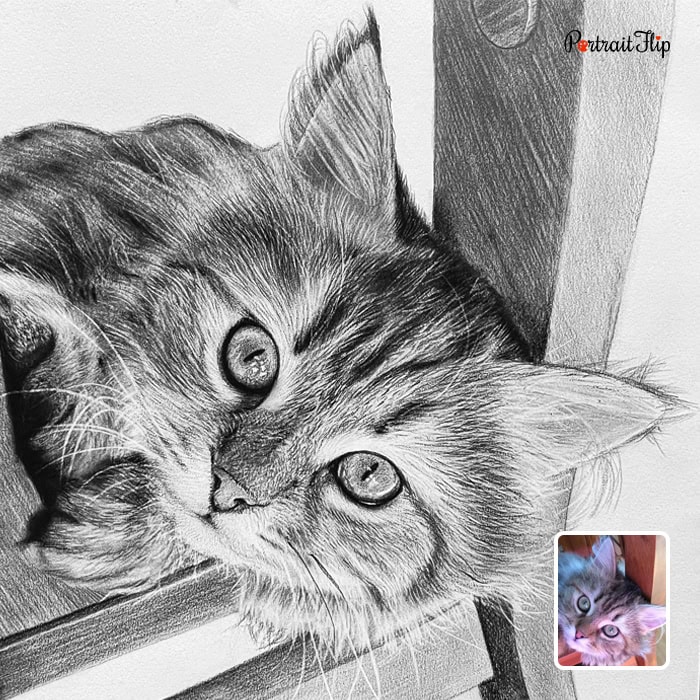 Fluffy kitten custom pencil portrait from photo