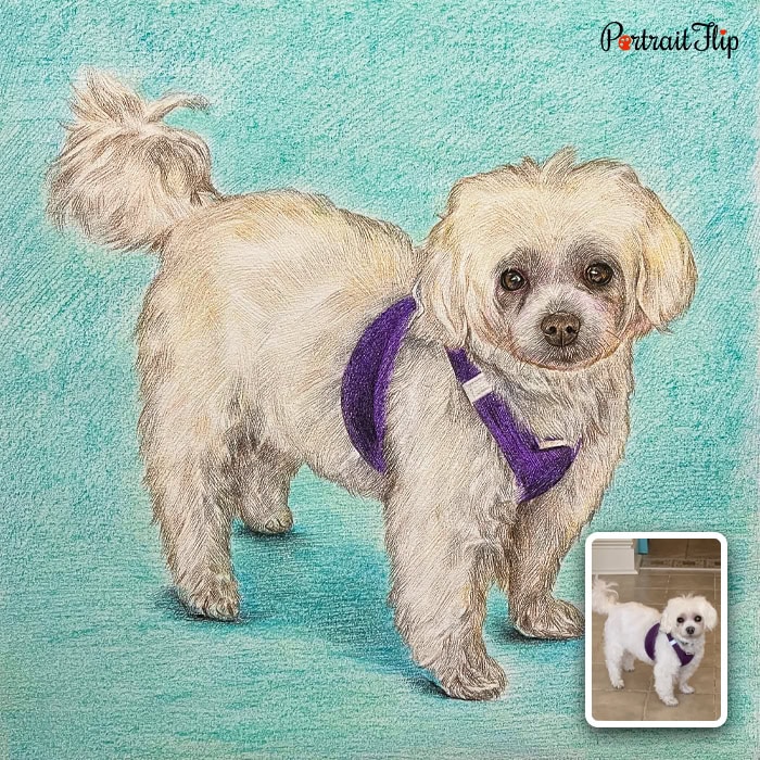 Maltese colored pencil dog portrait