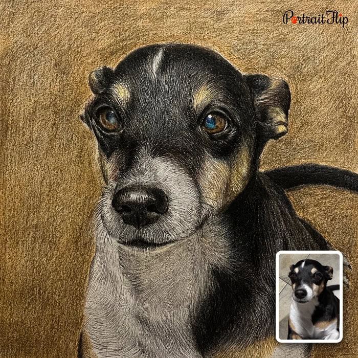 Miniature pinscher colored pencil dog portrait